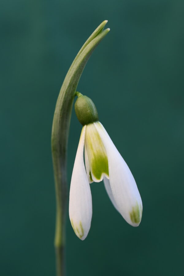 Galanthus 'Modern Art'