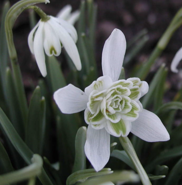 Galanthus 'Flore Pleno'