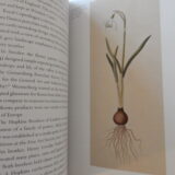 Buch: Snowdrop von Gail Harland – Bild 5