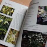 Some more Snowdrops - Buch von Anne Repnow – Bild 2