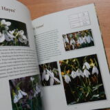 Some more Snowdrops - Buch von Anne Repnow – Bild 4